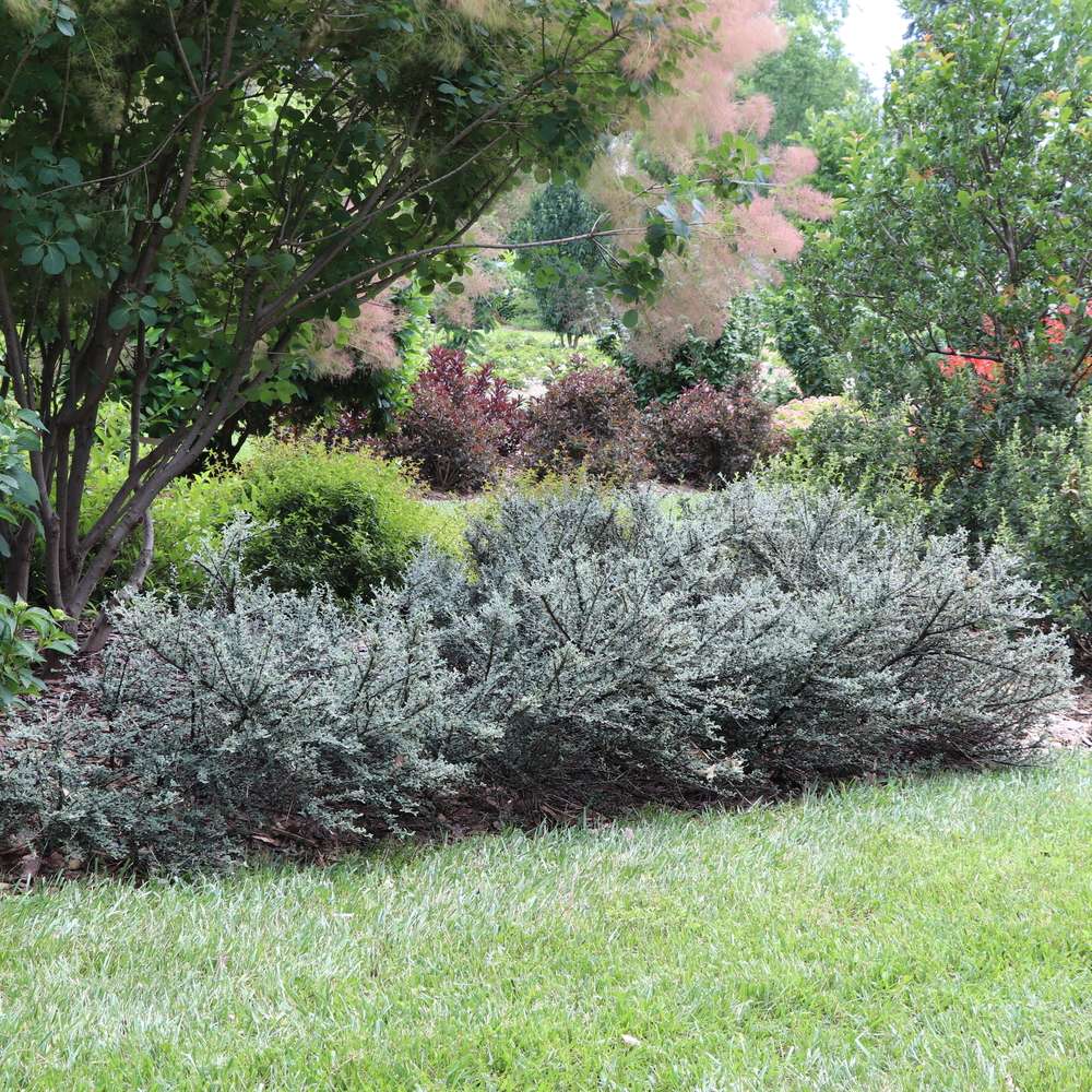 Cotoneaster 'RutCot1'