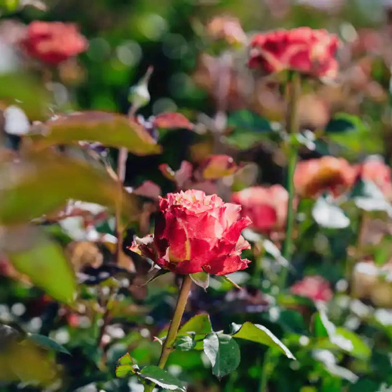 Rose - Country Spirit Frieda