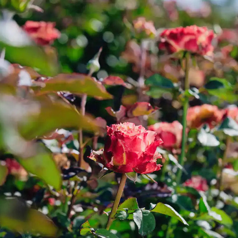 Rose - Country Spirit Frieda