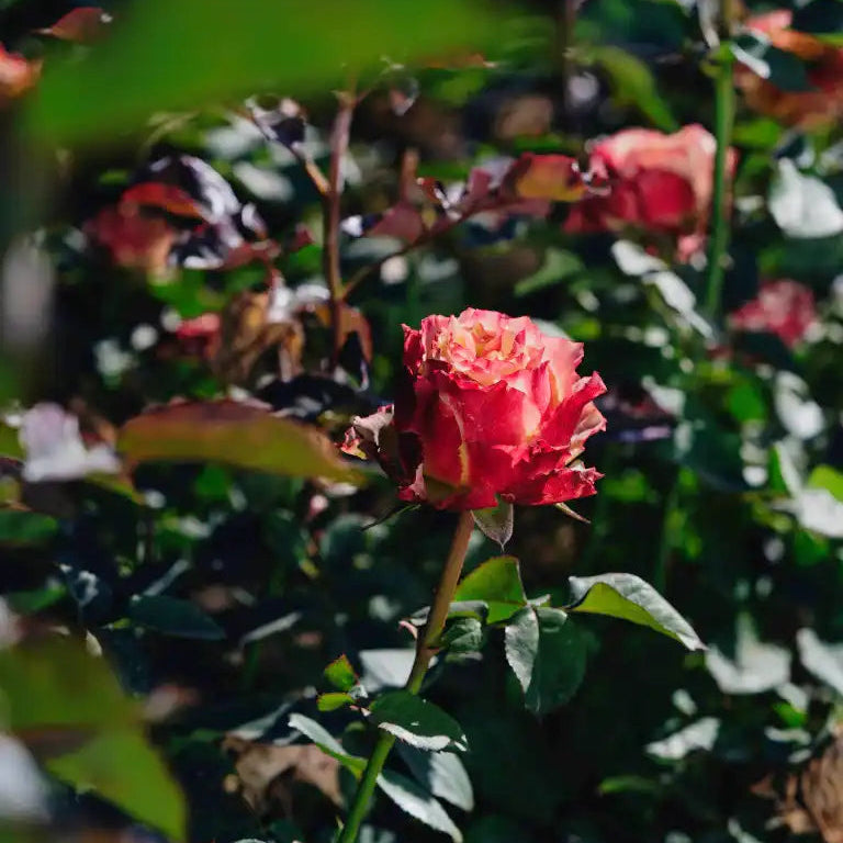 Rose - Country Spirit Frieda