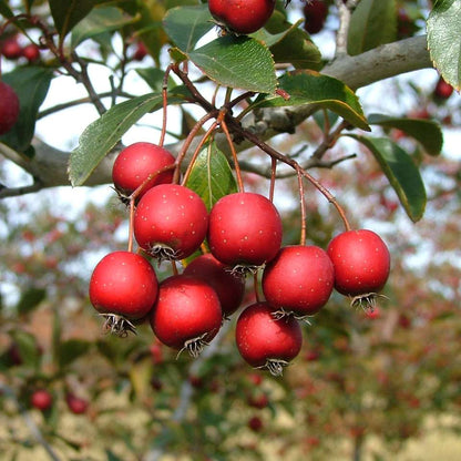 Hawthorn - CRUSADER