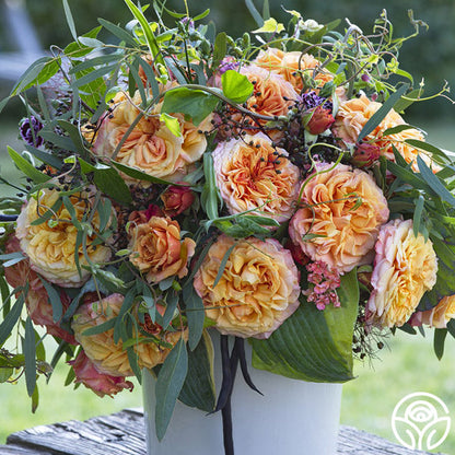 Rose - Sunbelt Crazy Love