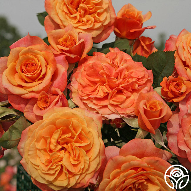 Rose - Sunbelt Crazy Love