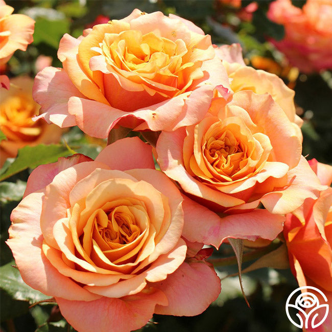 Rose - Sunbelt Crazy Love
