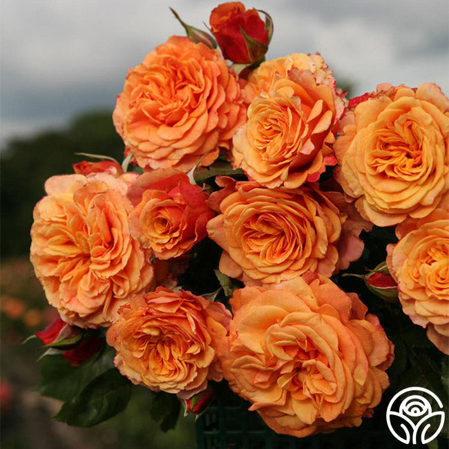 Rose - Sunbelt Crazy Love