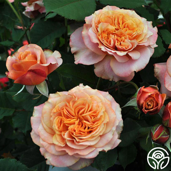 Rose - Sunbelt Crazy Love