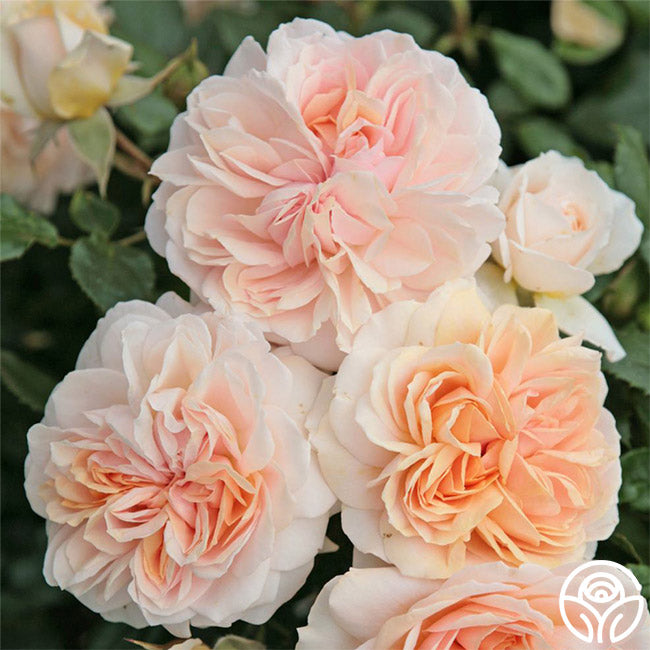 Rose - Veranda Cream