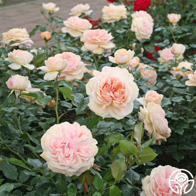 Rose - Veranda Cream