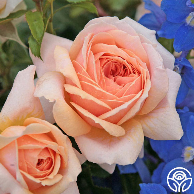 Rose - Veranda Cream