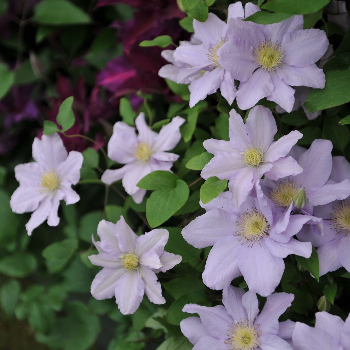 Clematis 'Chelsea' - 3 ft Dwarf Variety