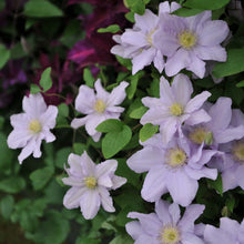 Load image into Gallery viewer, Clematis &#39;Chelsea&#39; - 3 ft Dwarf Variety
