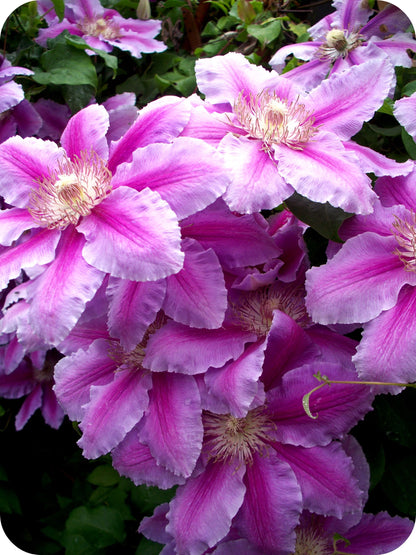 Clematis 'Bees Jubilee'