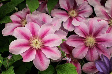 Clematis 'Bees Jubilee'
