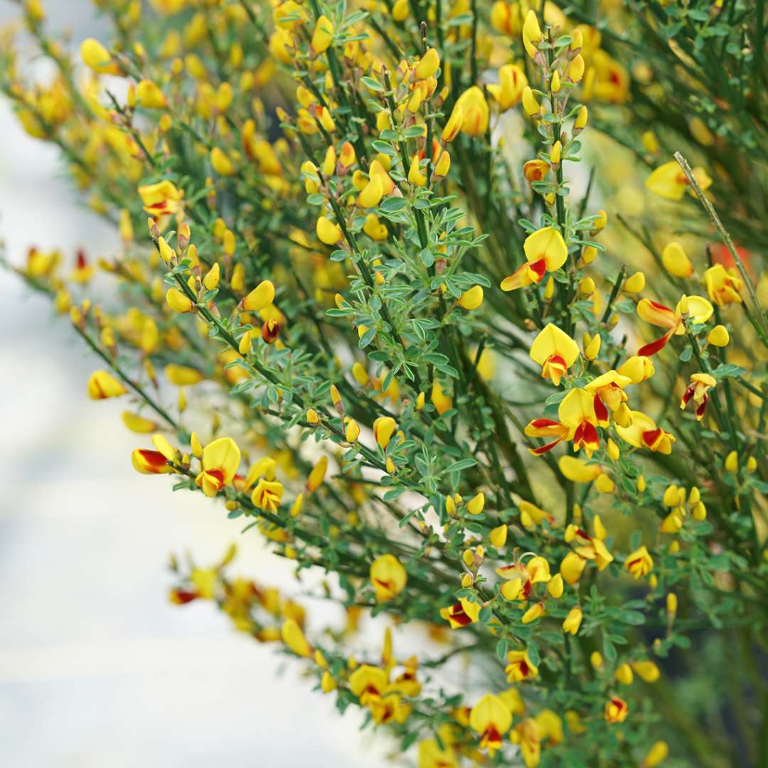 Scotch Broom - SISTER DISCO