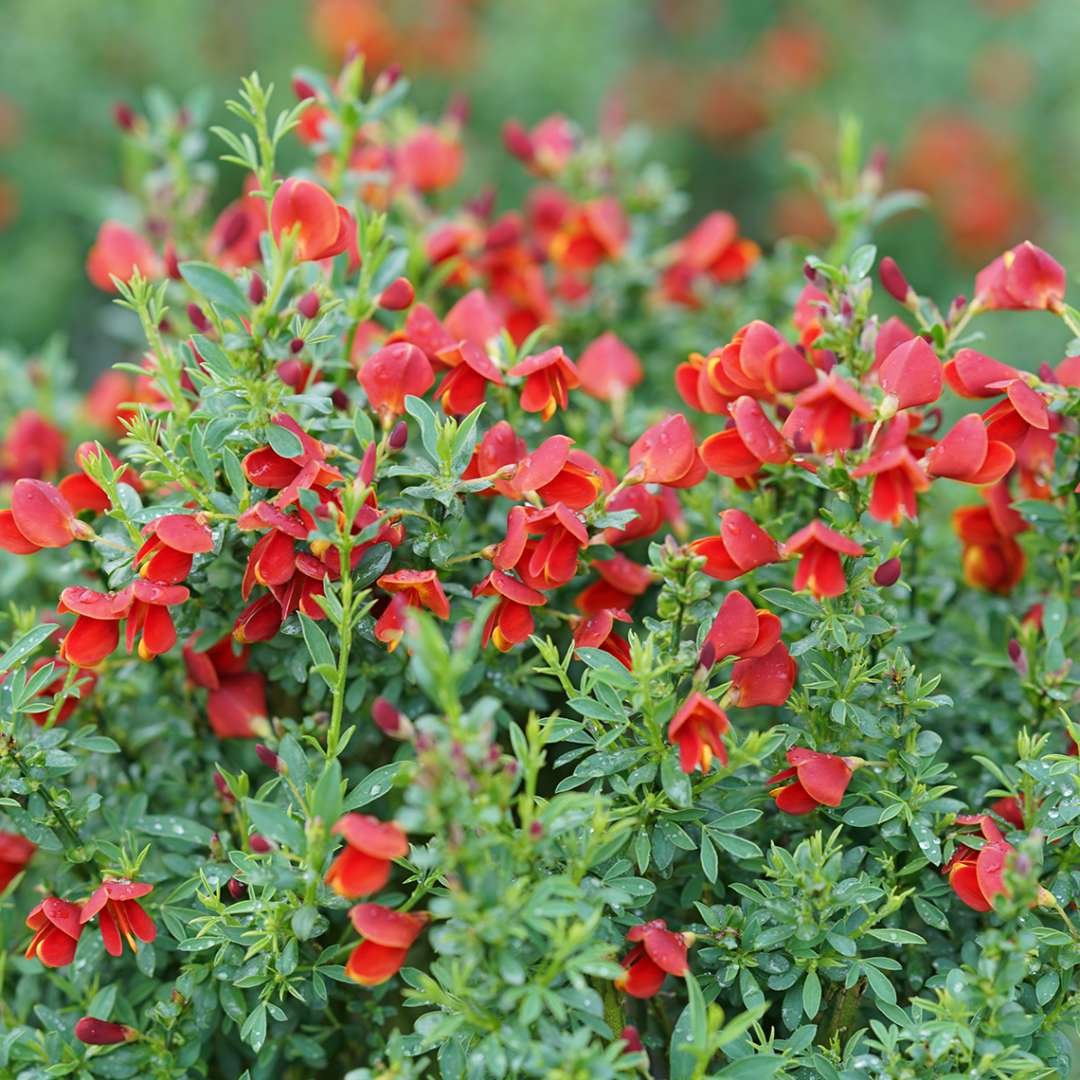 Scotch Broom - SISTER REDHEAD