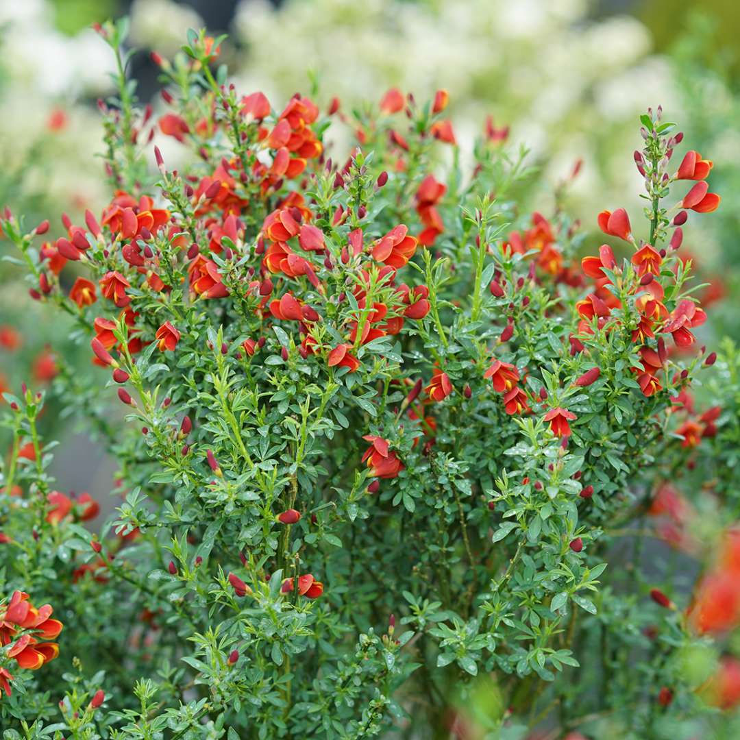 Scotch Broom - SISTER REDHEAD