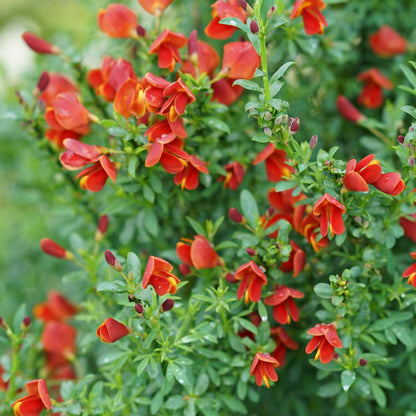 Scotch Broom - SISTER REDHEAD