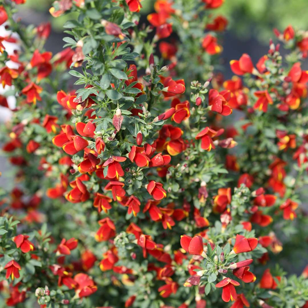 Scotch Broom - SISTER REDHEAD