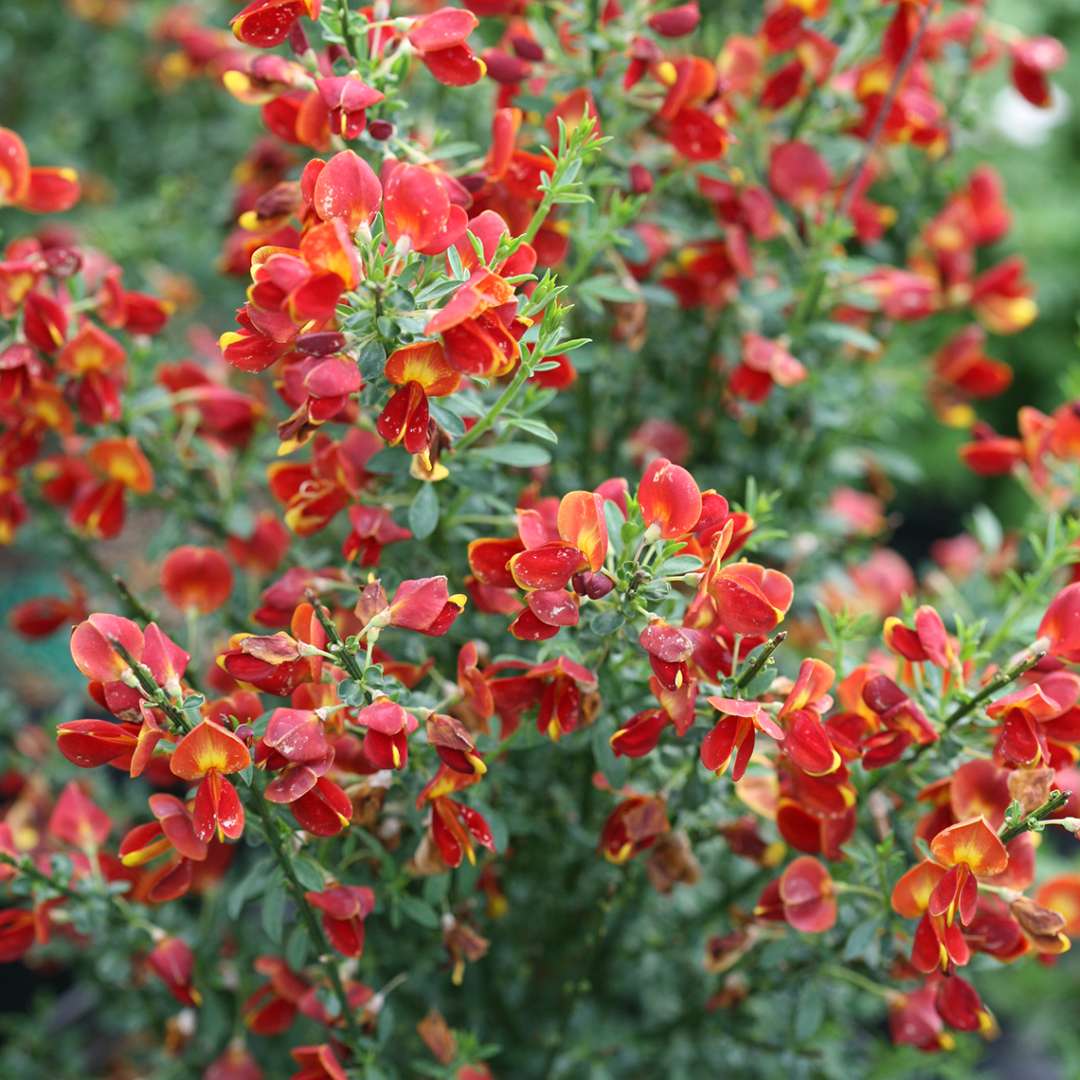 Scotch Broom - SISTER REDHEAD