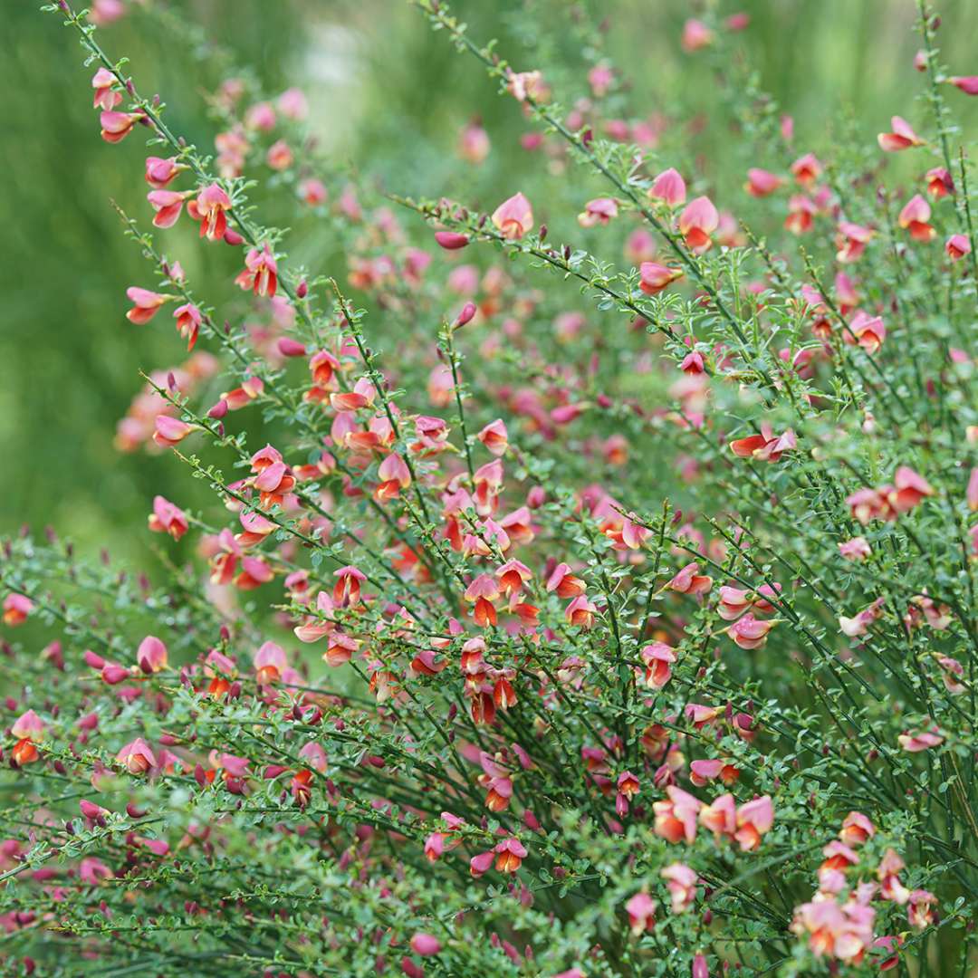 Scotch Broom - SISTER ROSIE
