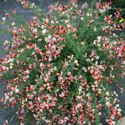 Scotch Broom - SISTER ROSIE