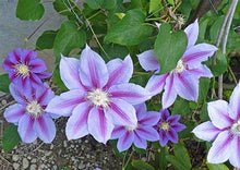 Load image into Gallery viewer, Clematis Barbara Jackman&#39;

