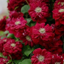 Load image into Gallery viewer, Clematis &#39;Charmaine&#39; AKA &#39;Snow White in Red Wedding Dress&#39;- Double Bloom Red
