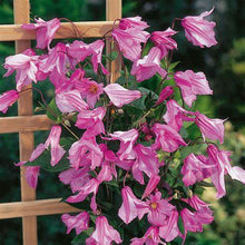 Load image into Gallery viewer, Clematis &#39;Alionushka&#39; - AKA ‘Aljenushka’ ‘Alyonushka’, ‘Aljonushka’; integrifolia ‘Aljonushka
