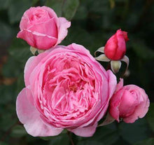 Load image into Gallery viewer, Rose - Climbing - Kiss Me Kate
