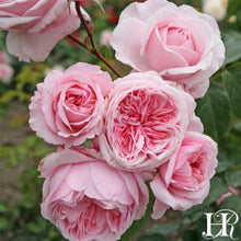 Load image into Gallery viewer, Rose - Climbing - Kiss Me Kate
