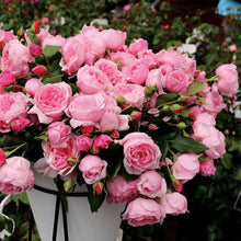 Load image into Gallery viewer, Rose - Climbing - Kiss Me Kate
