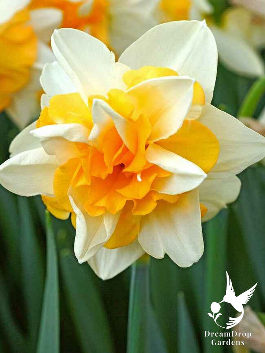 Daffodil - Lemon Fluffle - Sweet Desire — DreamDrop Gardens photo 1