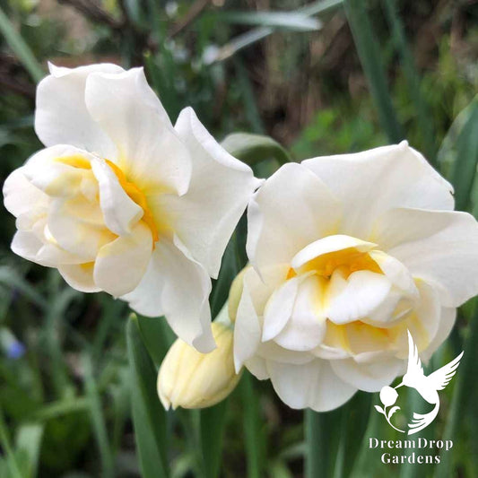 Daffodil - Fragrant Vanilla Multi-Fluffle — DreamDrop Gardens photo 1