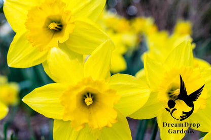 Daffodil - Yellow Trumpet — DreamDrop Gardens photo 1