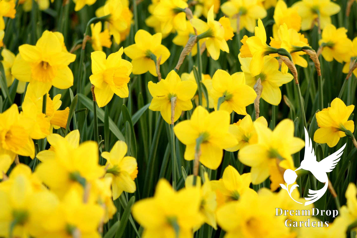 Daffodil - Yellow Trumpet — DreamDrop Gardens photo 2