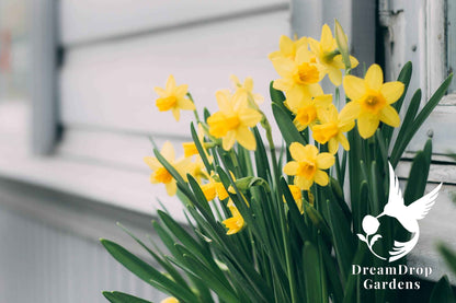 Daffodil - Yellow Trumpet — DreamDrop Gardens photo 3