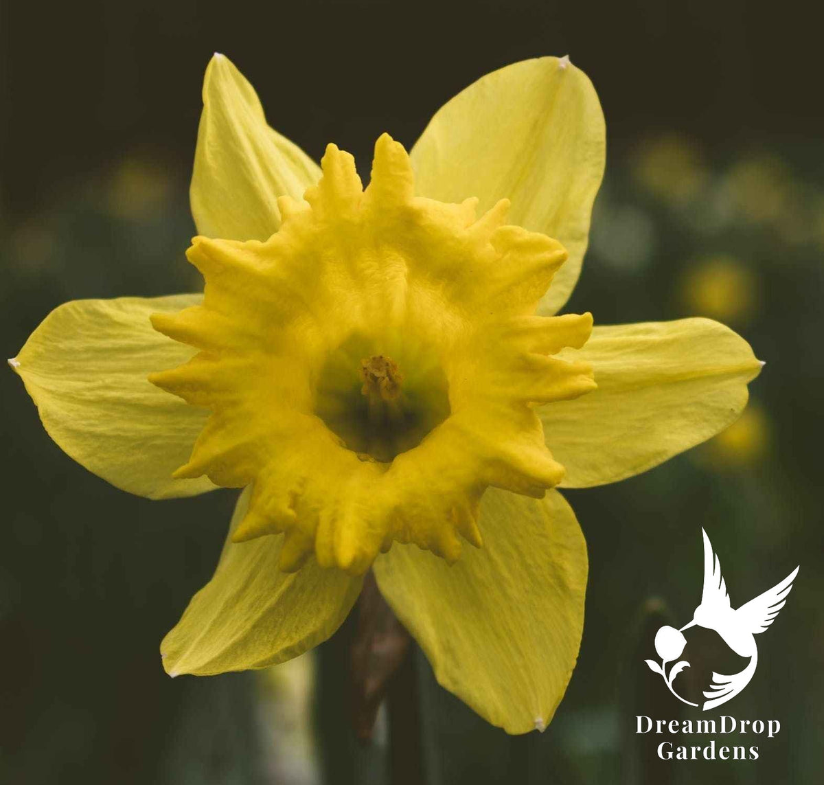 Daffodil - Yellow Trumpet — DreamDrop Gardens photo 4