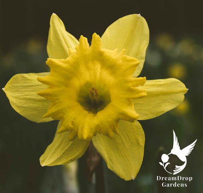 Daffodil - Yellow Trumpet — DreamDrop Gardens photo 4