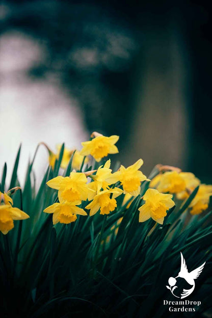 Daffodil - Yellow Trumpet — DreamDrop Gardens photo 5