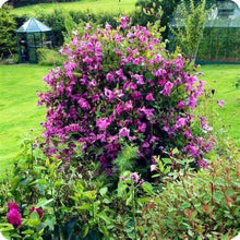Load image into Gallery viewer, Clematis &#39;Alionushka&#39; - AKA ‘Aljenushka’ ‘Alyonushka’, ‘Aljonushka’; integrifolia ‘Aljonushka
