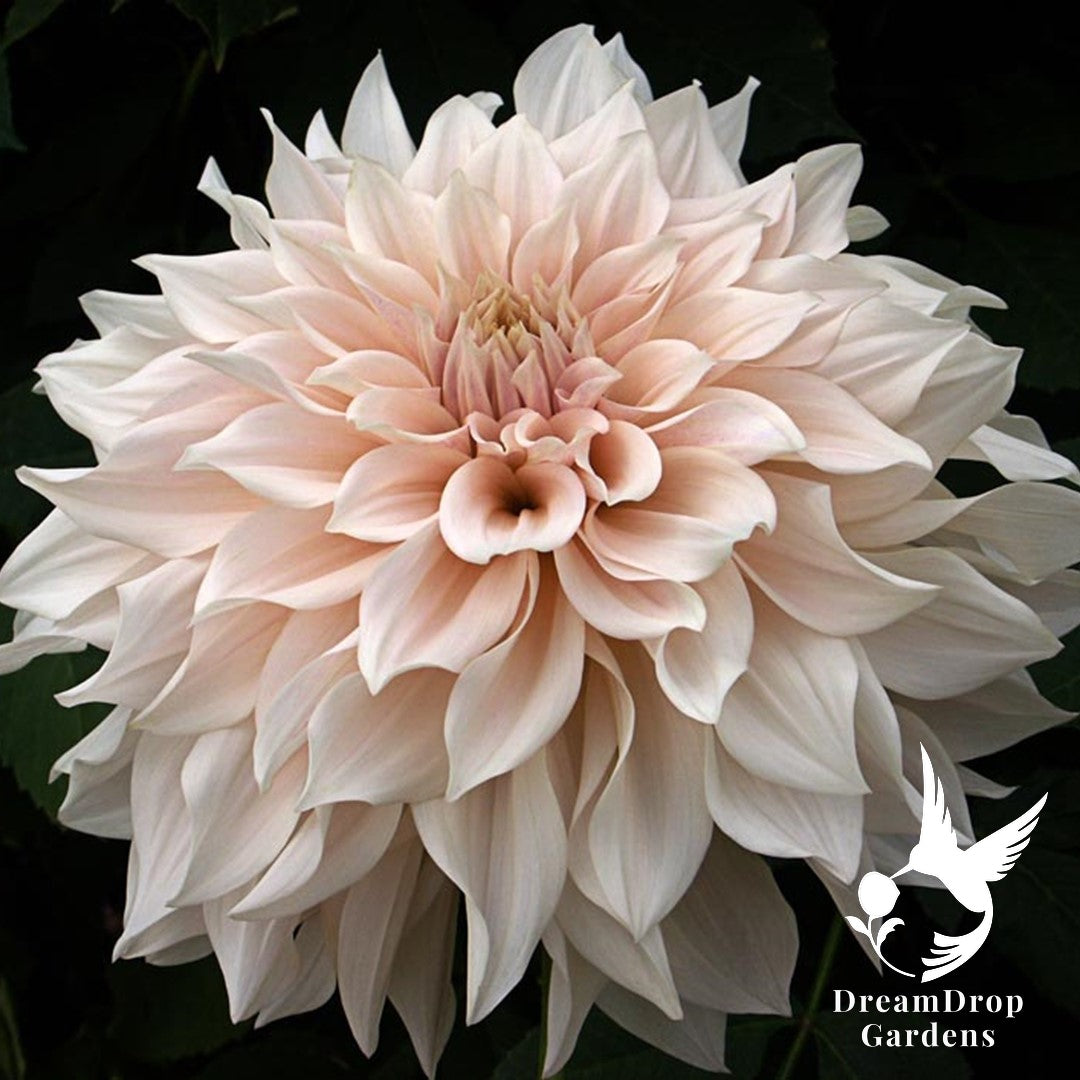 Dahlia - Dinnerplate - Cafe Au Lait — DreamDrop Gardens photo 1