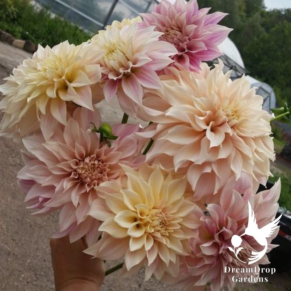 Dahlia - Dinnerplate - Cafe Au Lait — DreamDrop Gardens photo 2
