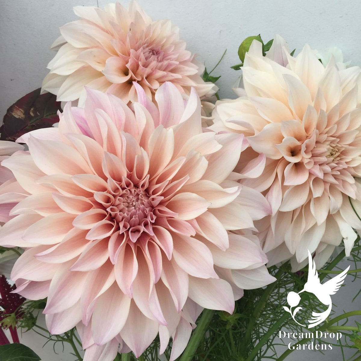 Dahlia - Dinnerplate - Cafe Au Lait — DreamDrop Gardens photo 3