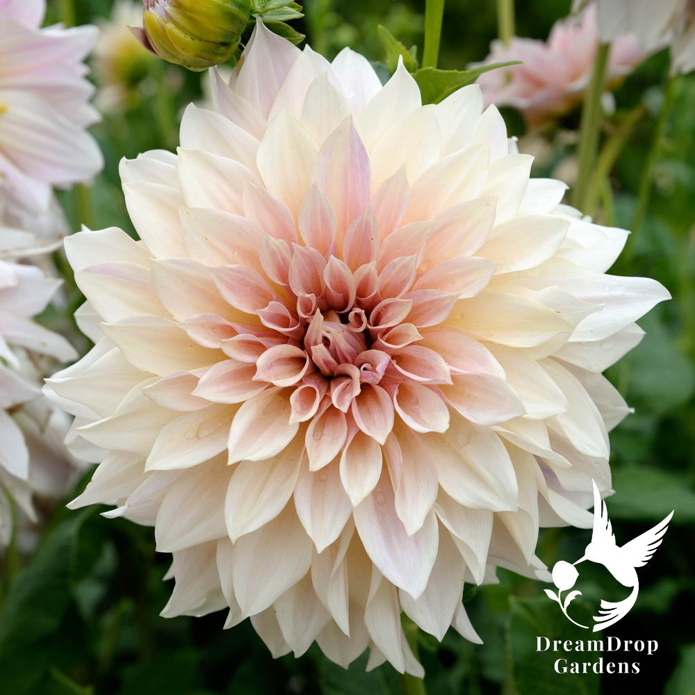 Dahlia - Dinnerplate - Cafe Au Lait — DreamDrop Gardens photo 4