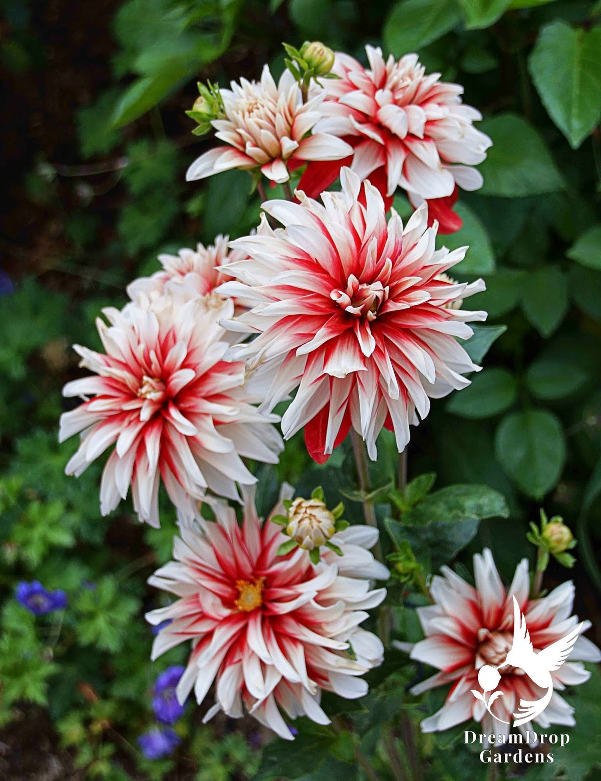 Dahlia - Dinnerplate - Catching Fire — DreamDrop Gardens photo 1