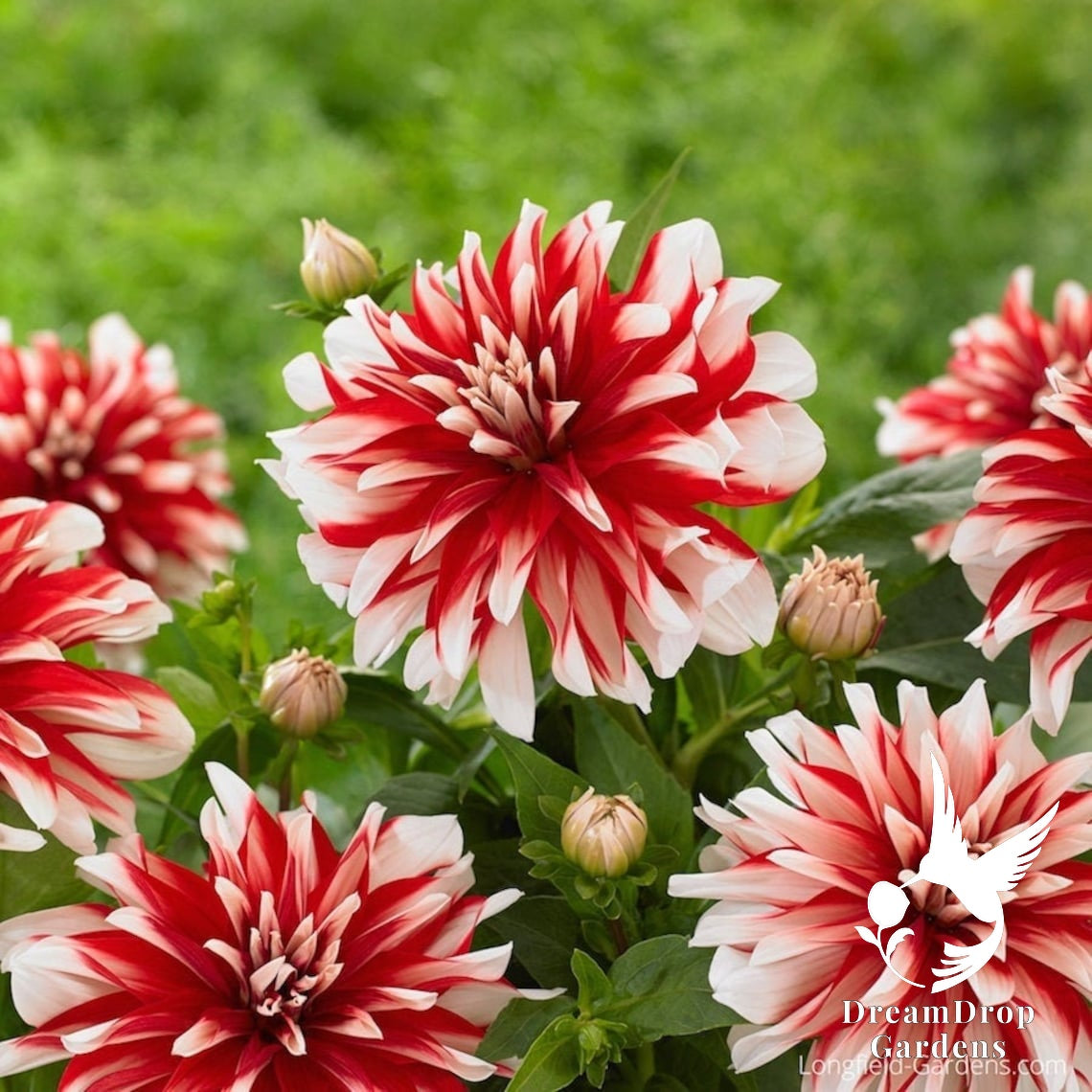 Dahlia - Dinnerplate - Catching Fire — DreamDrop Gardens photo 2