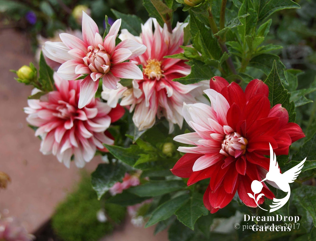 Dahlia - Dinnerplate - Catching Fire — DreamDrop Gardens photo 3