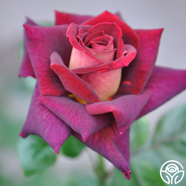 Rose - Dark Night