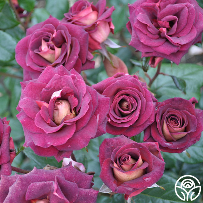 Rose - Dark Night