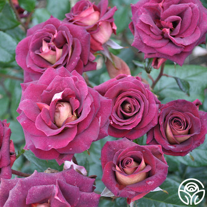 Rose - Dark Night